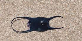 Image result for Leucoraja erinaceus