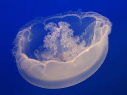 Attēlu rezultāti vaicājumam “Aurelia aurita”