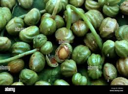 Attēlu rezultāti vaicājumam “Tropaeolum majus fruit”
