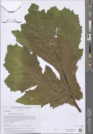Attēlu rezultāti vaicājumam “Heracleum sosnowskyi leaf”