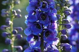 Image result for Rittersporn