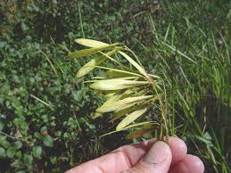 Attēlu rezultāti vaicājumam “Fraxinus pennsylvanica fruit”