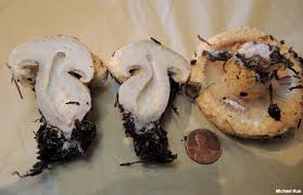 Attēlu rezultāti vaicājumam “Lactarius repraesentaneus”