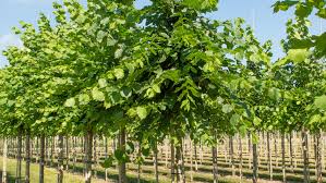 Attēlu rezultāti vaicājumam “Ulmus laevis”