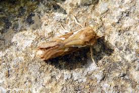 Attēlu rezultāti vaicājumam “Hepialus lupulinus”