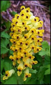 Attēlu rezultāti vaicājumam “Corydalis intermedia flower”