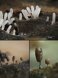 Attēlu rezultāti vaicājumam “Stemonitopsis hyperopta”