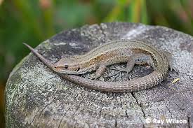 Attēlu rezultāti vaicājumam “Lacerta vivipara female”