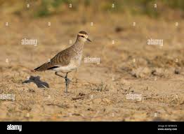 Image result for Vanellus gregarius