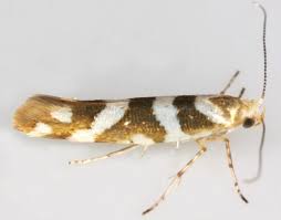 Attēlu rezultāti vaicājumam “Argyresthia goedartella”