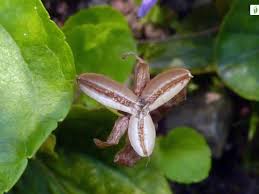 Attēlu rezultāti vaicājumam “Viola uliginosa flower”