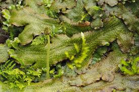 Attēlu rezultāti vaicājumam “Conocephalum salebrosum sporophyte”