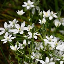 Attēlu rezultāti vaicājumam “Ornithogalum umbellatum flower”