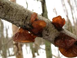 Attēlu rezultāti vaicājumam “Exidia repanda”