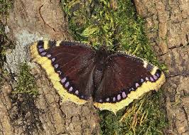 Attēlu rezultāti vaicājumam “Nymphalis antiopa upperside”