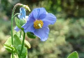 Image result for Meconopsis betonicifolia alba