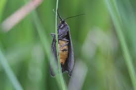 Attēlu rezultāti vaicājumam “Atolmis rubricollis”