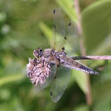 Attēlu rezultāti vaicājumam “Libellula quadrimaculata eggs”