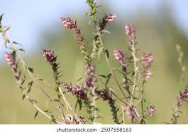 Attēlu rezultāti vaicājumam “Odontites vulgaris flower”