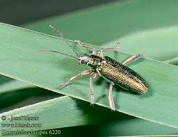 Attēlu rezultāti vaicājumam “Donacia clavipes”