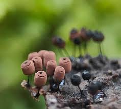 Attēlu rezultāti vaicājumam “Craterium minutum cf. var. brunneum spores”