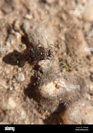 Attēlu rezultāti vaicājumam “Saldula saltatoria”