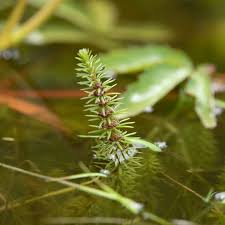 Attēlu rezultāti vaicājumam “Hippuris vulgaris leaf”
