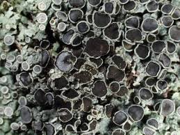 Attēlu rezultāti vaicājumam “Physcia aipolia”