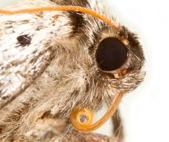 Attēlu rezultāti vaicājumam “Tetheella fluctuosa”