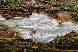 Attēlu rezultāti vaicājumam “Skeletocutis stellae”