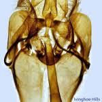 Attēlu rezultāti vaicājumam “Hypochalcia ahenella”