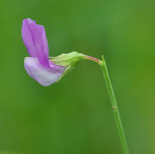 Attēlu rezultāti vaicājumam “Lathyrus palustris bud”