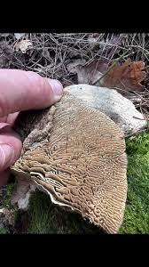 Attēlu rezultāti vaicājumam “Daedalea quercina”