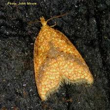 Attēlu rezultāti vaicājumam “Tortricidae”