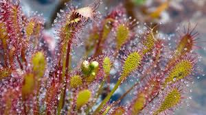 Attēlu rezultāti vaicājumam “Drosera anglica fruit”