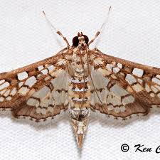 Attēlu rezultāti vaicājumam “Crambidae”