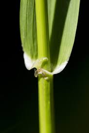 Attēlu rezultāti vaicājumam “Festuca gigantea”