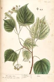 Attēlu rezultāti vaicājumam “Tilia x vulgaris”