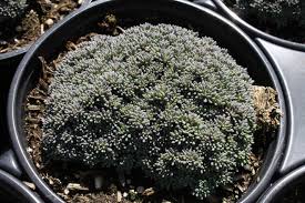 Attēlu rezultāti vaicājumam “Sedum hispanicum fruit”