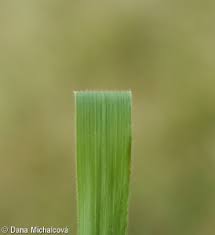 Attēlu rezultāti vaicājumam “Brachypodium sylvaticum leaf”