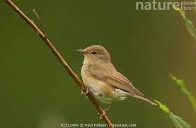 Attēlu rezultāti vaicājumam “Sylvia borin”