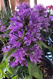 Attēlu rezultāti vaicājumam “Campanula glomerata flower”