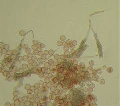 Attēlu rezultāti vaicājumam “Badhamiopsis ainoae”