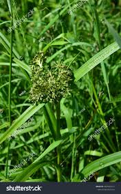 Attēlu rezultāti vaicājumam “Scirpus sylvaticus flower”
