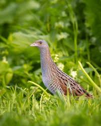 Image result for Crex crex