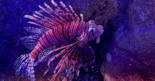 Image result for Pterois volitans