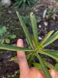 Attēlu rezultāti vaicājumam “Calystegia inflata leaf”
