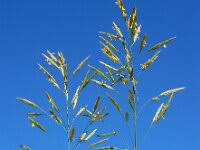 Attēlu rezultāti vaicājumam “Bromopsis inermis”