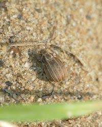 Attēlu rezultāti vaicājumam “Philopedon plagiatum”