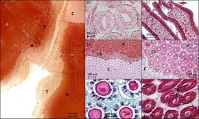 Image result for Rostroraja eglanteria